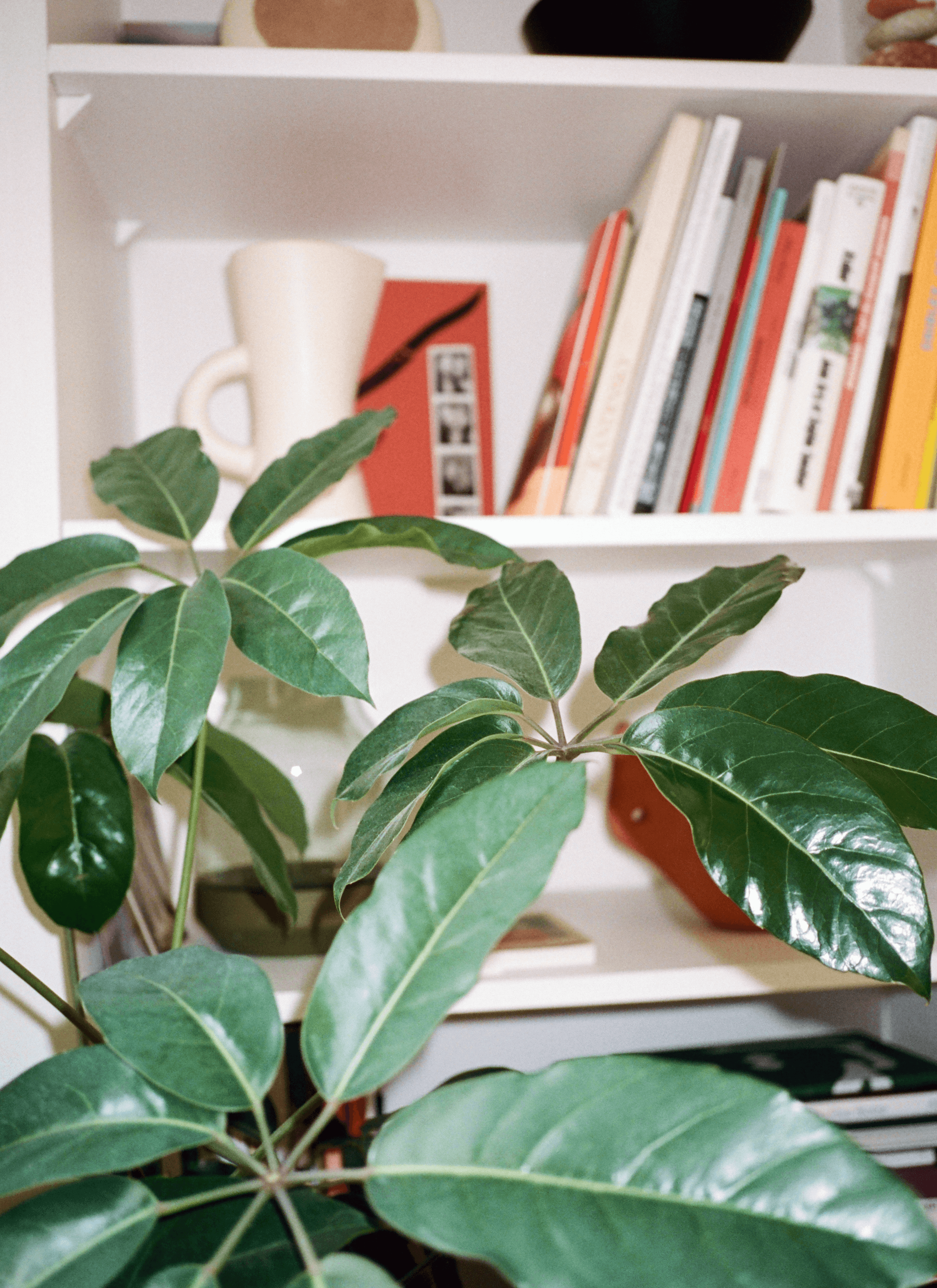 An umbrella tree leaves in front of a shelf of books and some ceramic-like vessels.
