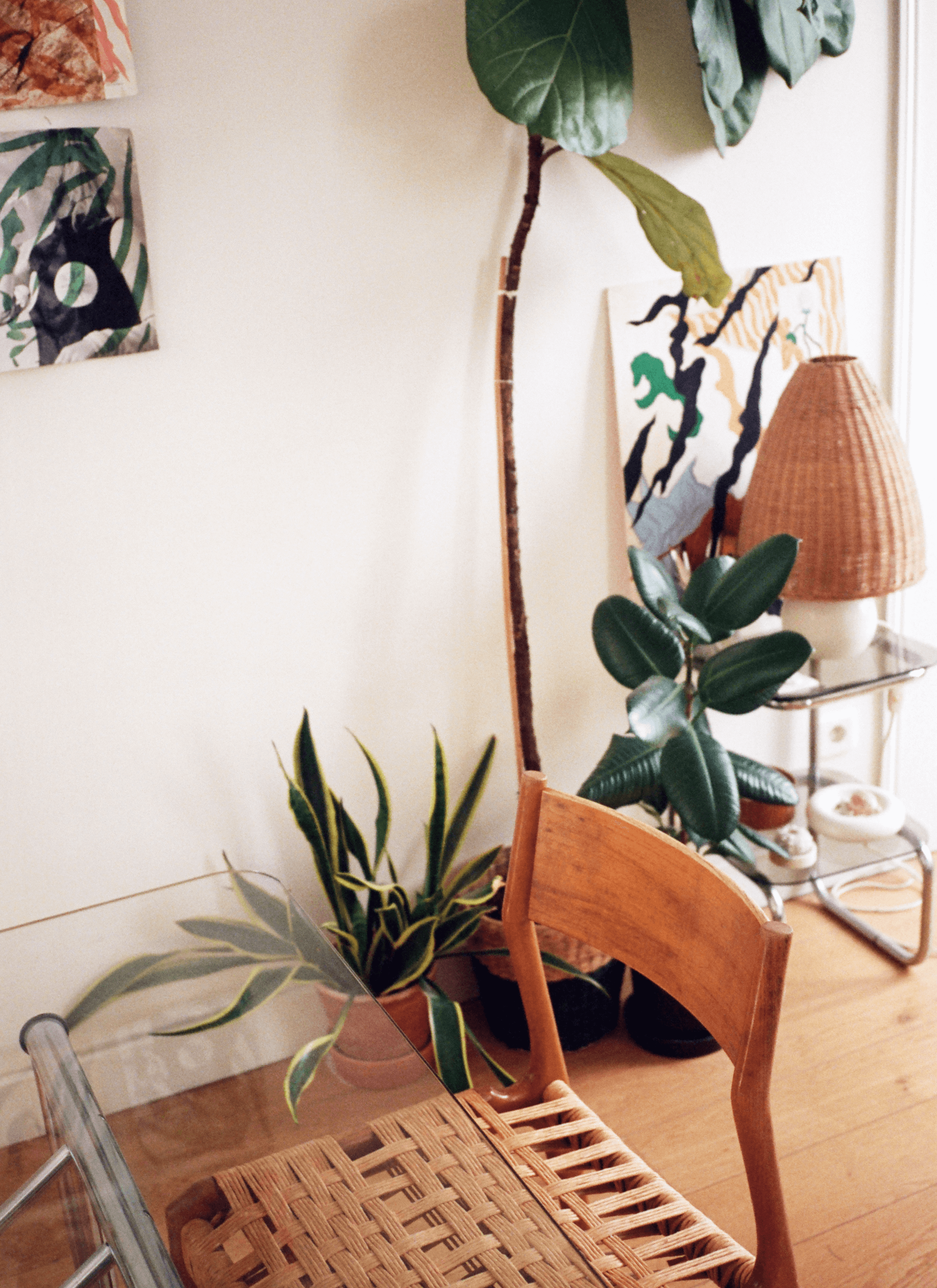 Potted fiddle-leaf fig, rubber fig and snake plant are next to the wall white there is a wooden chair and glass table.