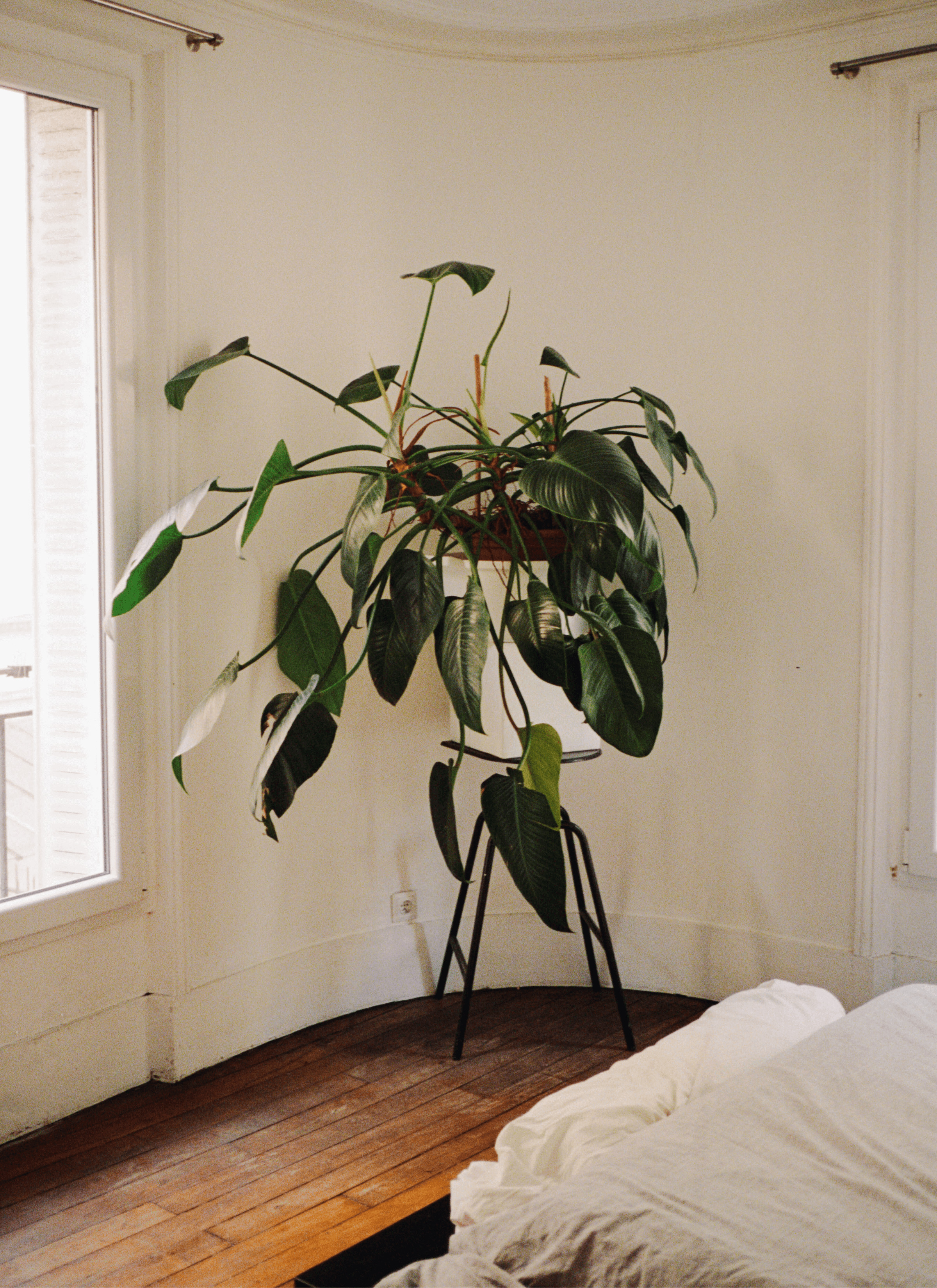 A potted Philodendron erubescens sits on a chair in the corner of the room while there are windows and a bed on the wooden floor.