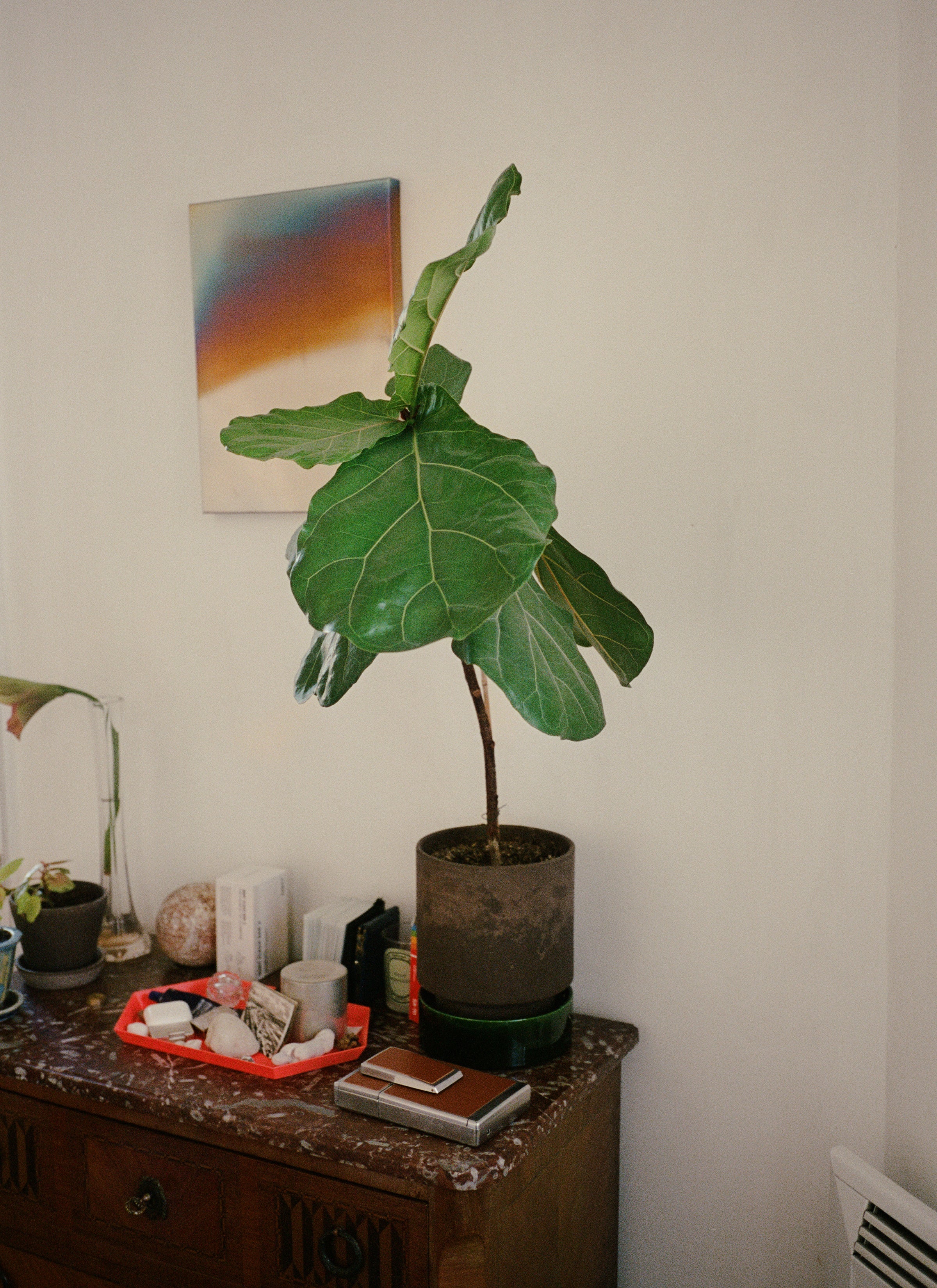 A pot of Fiddle-leaf figs grows in a dark brown pot on the table alongside other stuff and a few pots of plants on the table. There’s a canvas art hung on the wall.