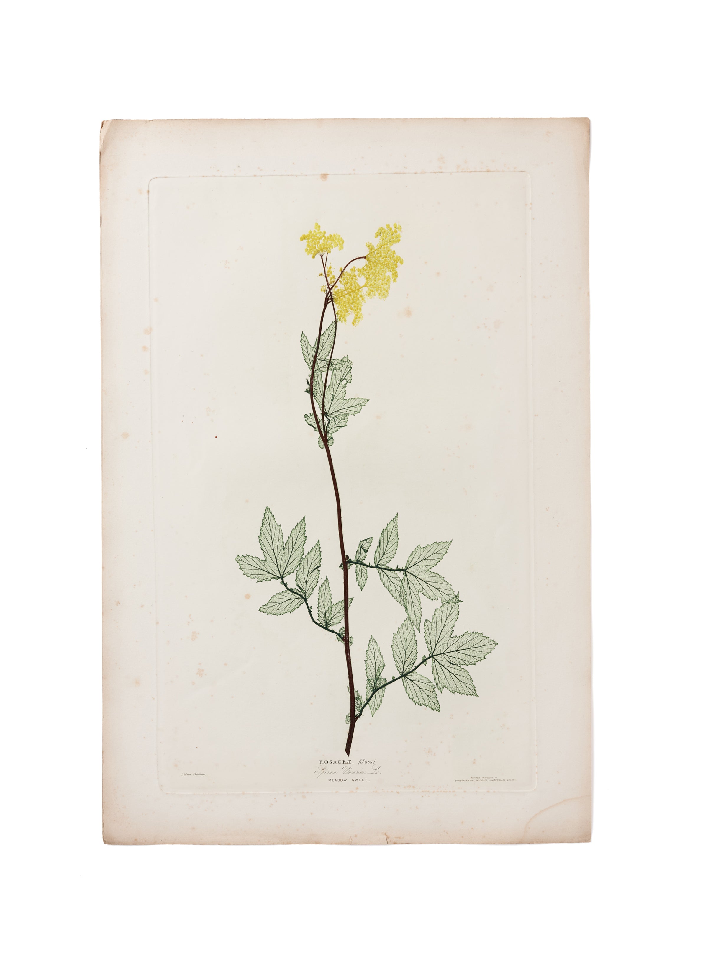 Meadowsweet (Filipendula ulmaria): flowering stem. Colour nature print by H. Bradbury.