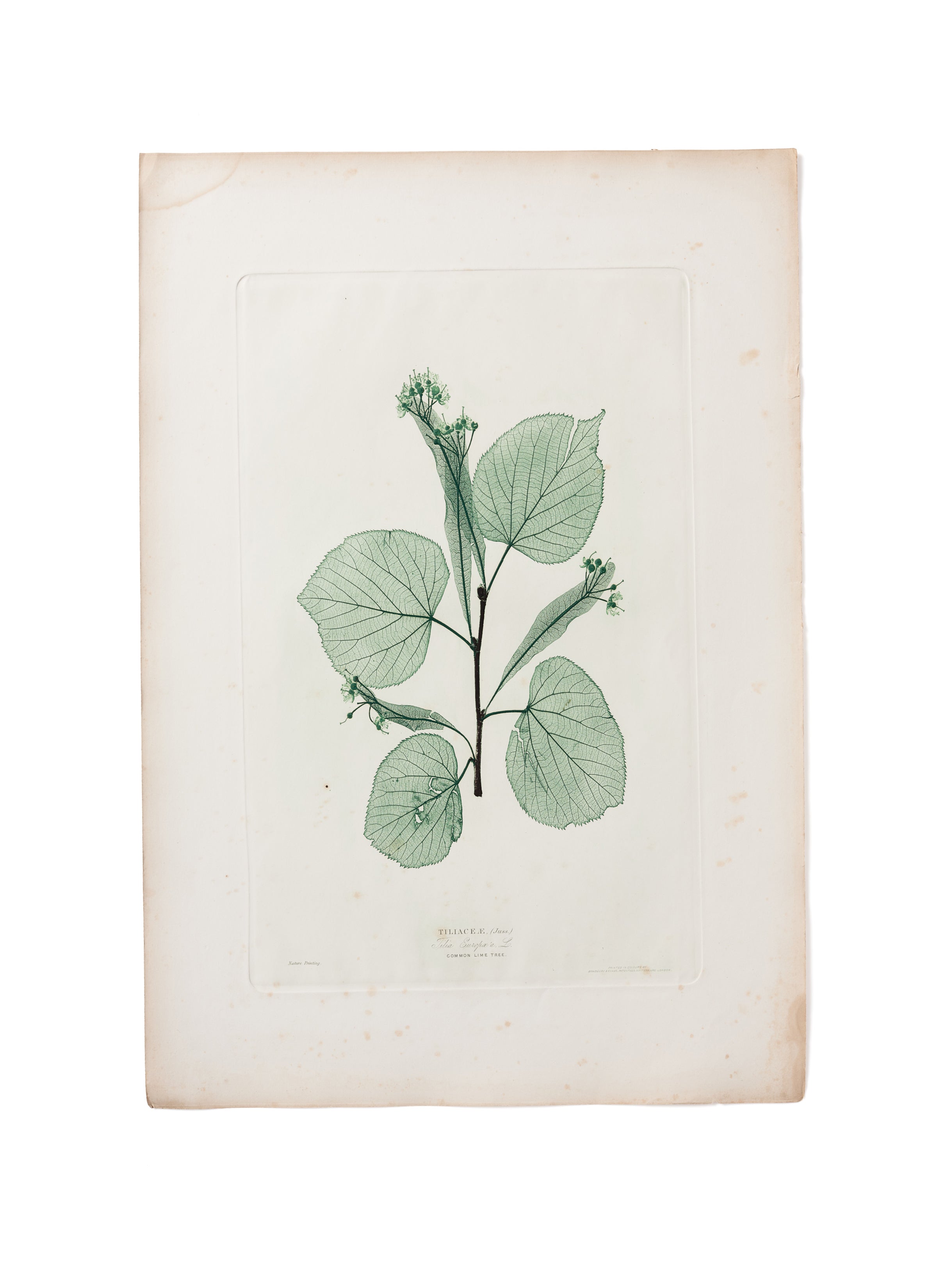 Tilia x vulgaris 4 leaves, printed in black and two shades of green.