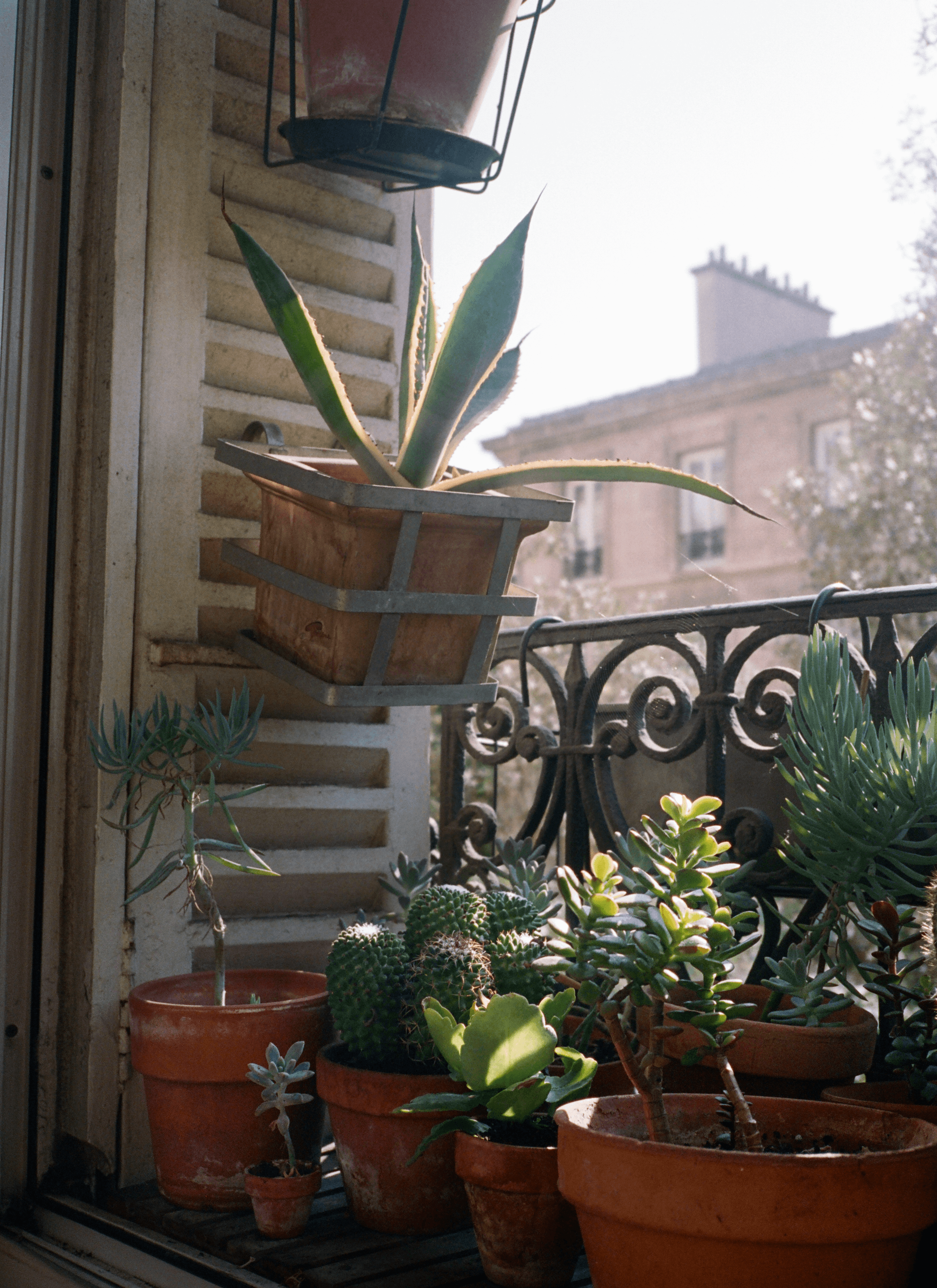 A collection of terracotta potted plants is on the window shelf under the sunlight while a few pots are on the wall shelf.