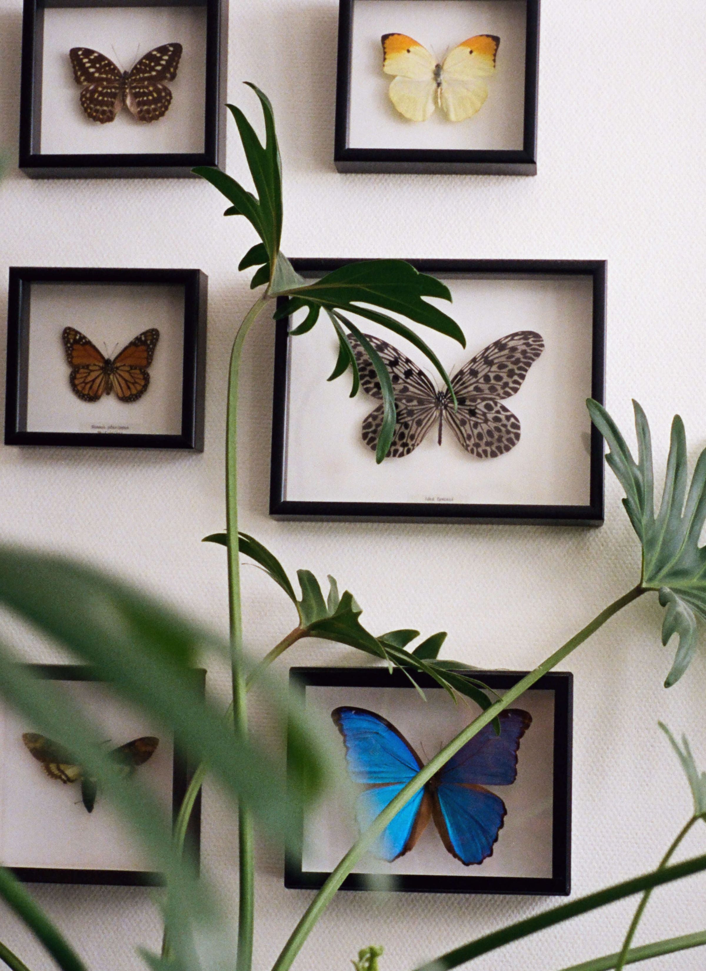 A variety of butterfly specimens are meticulously framed and arranged on the wall, their vibrant colors and delicate wings on display. Lush green plants sit in front of the display, adding a touch of nature to the scene. The framed butterflies create a visually captivating focal point, inviting viewers to admire the beauty and diversity of these winged creatures.