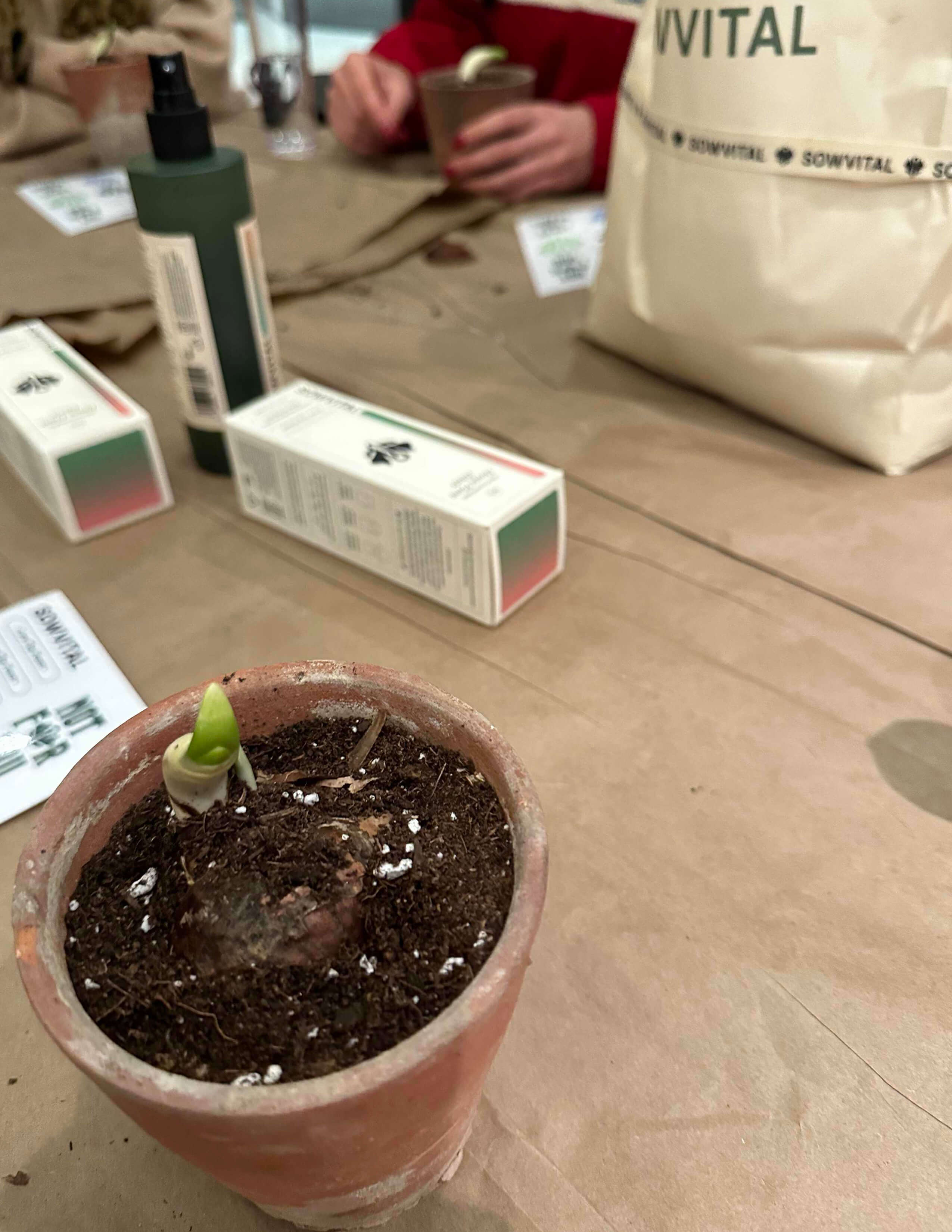 A potted bulb is in the terracotta pot while Sowvital’s product packaging lying on the wooden table.