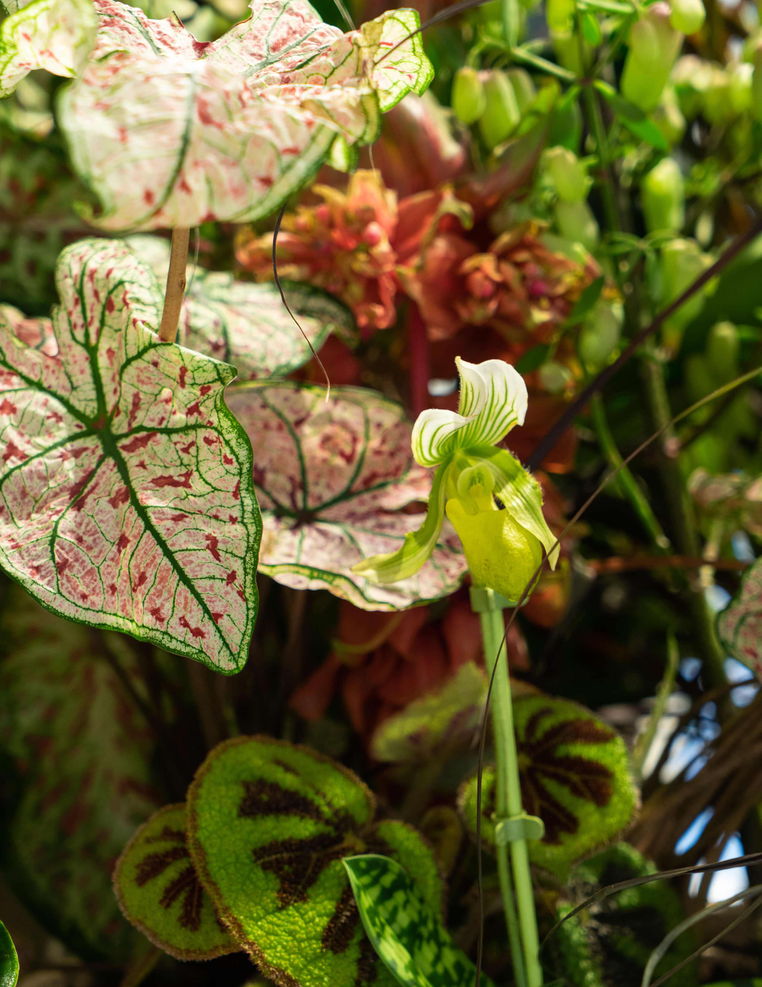 A photograph focusing on Calladiums and Paphiopedilum spicerianum while there are Begonia massoniana ‘Rock’ and Kalanchoe pinnata in the background.