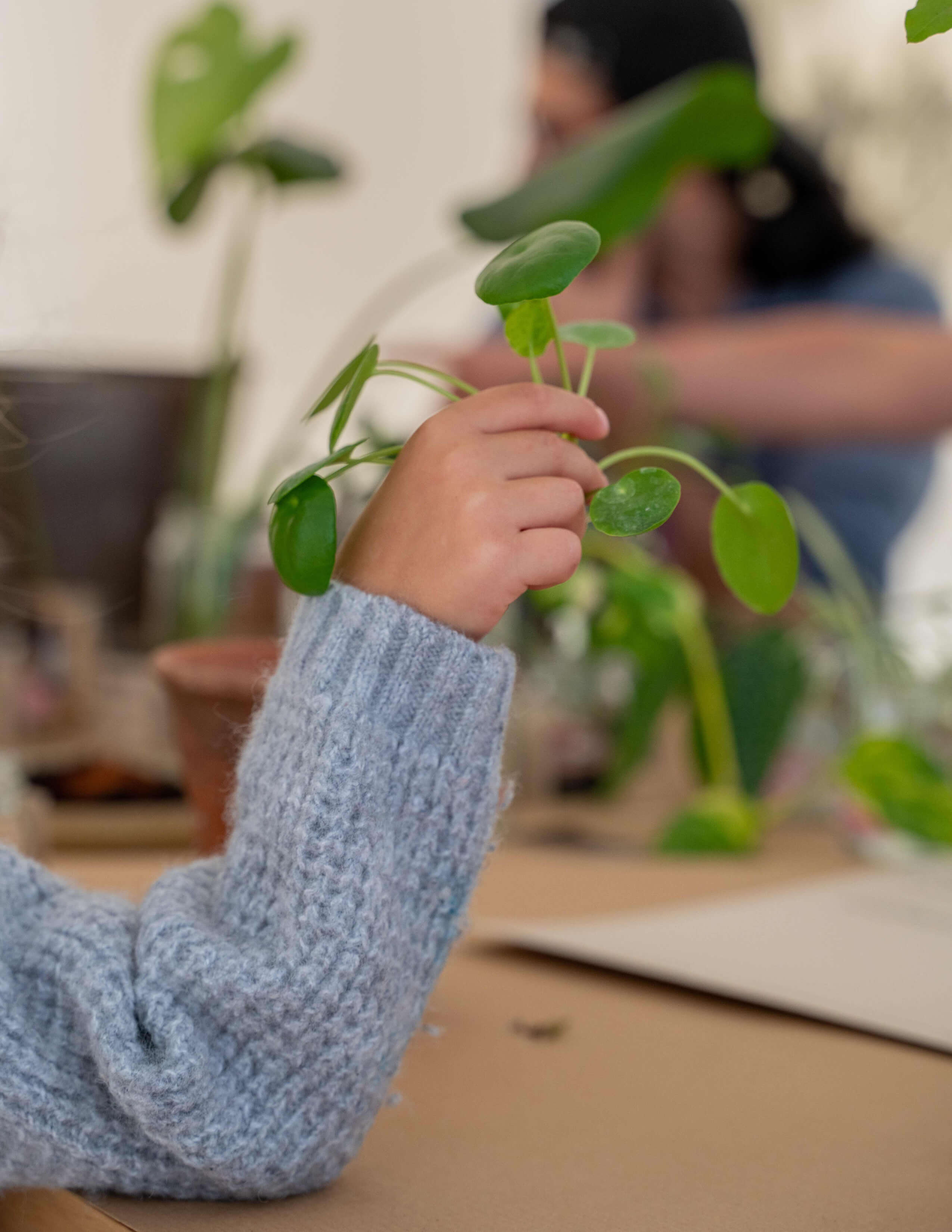 A kid held a plant - a Chinese money plant in their hand on the table.