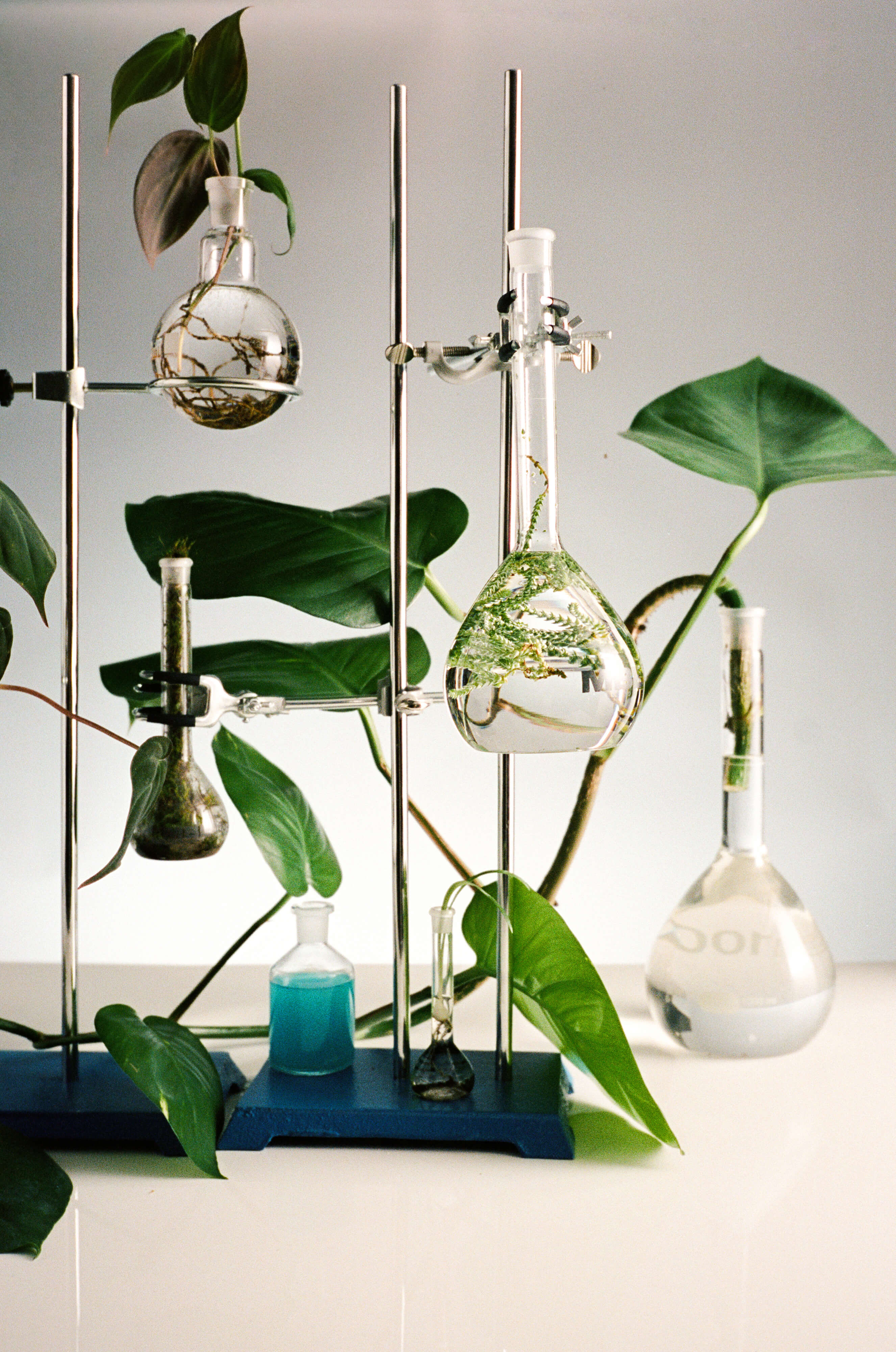Plants with fertilizers