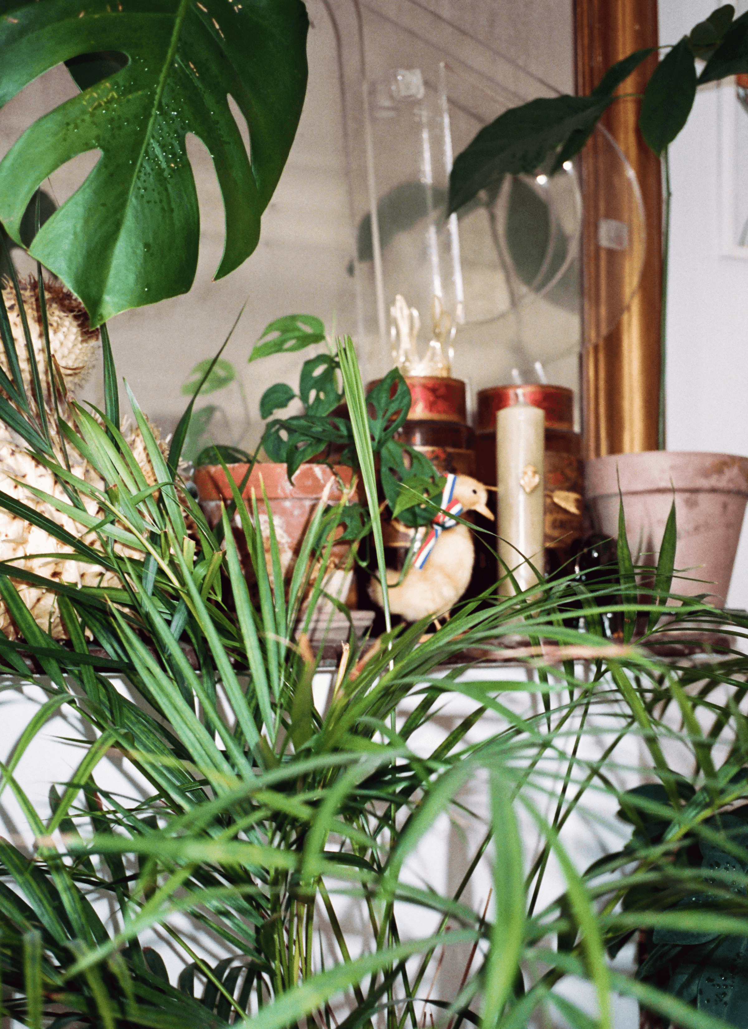 Areca palm leaves at the very front of the camera while there are other potted plants, empty pots, candles, and duck/chicken statues behind on the cupboard.
