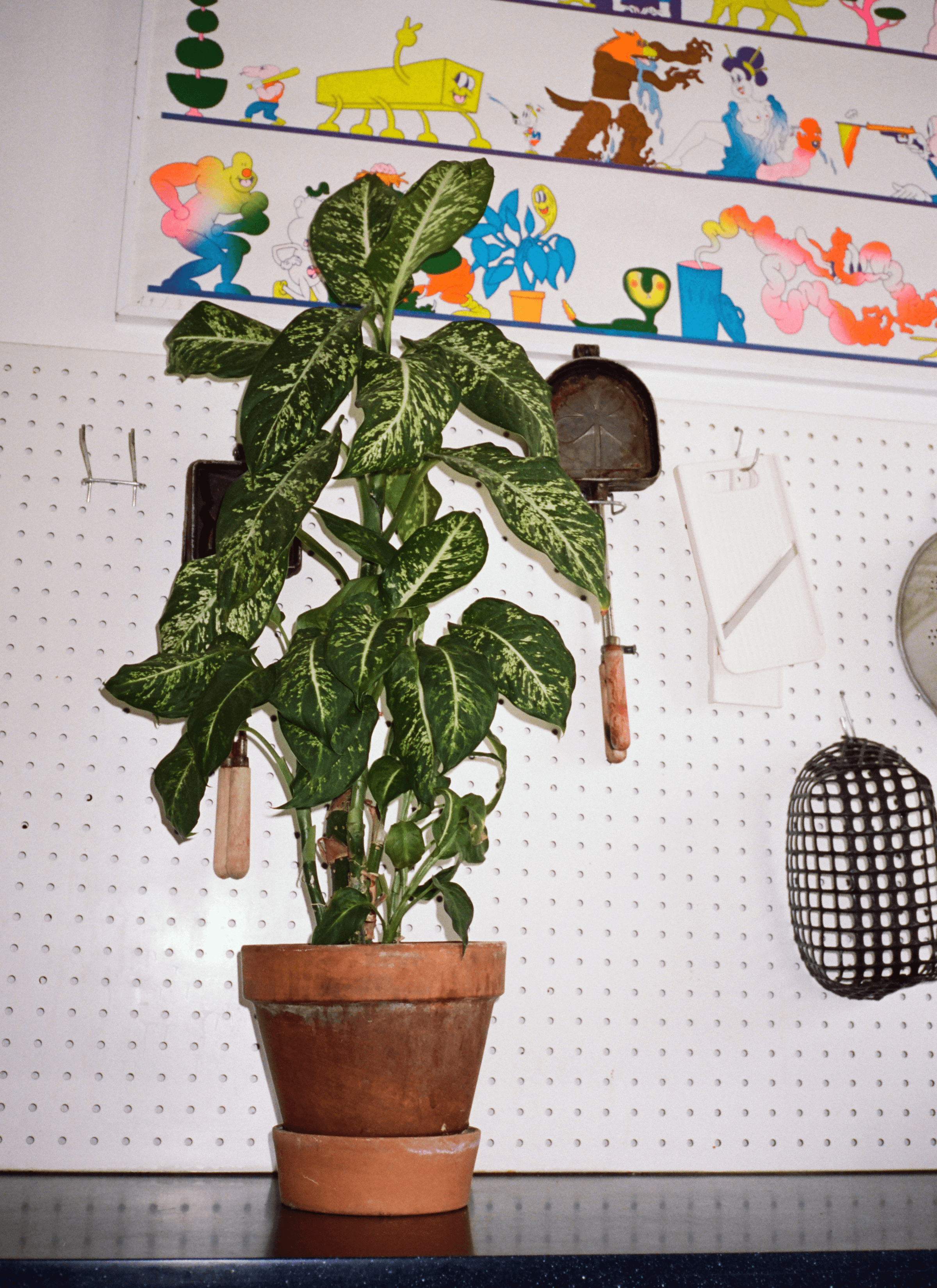 A pot of Dieffenbachia seguine (Dumb cane plant) grows in a terracotta pot. In their background, there are a couple of tools hung on the wall and a colourful piece of art.