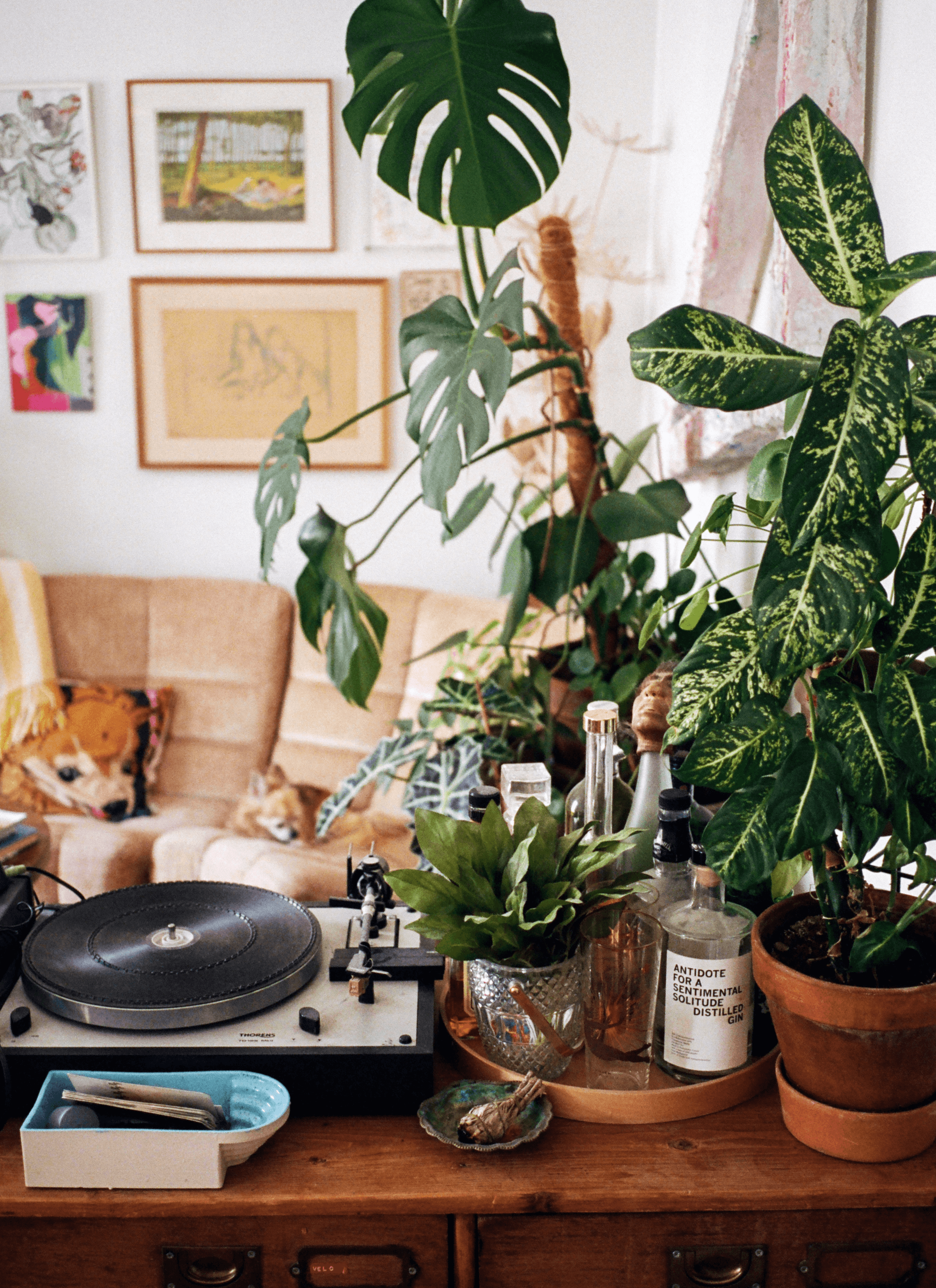 A big pot of Dumb cane next to a small pot of basils next to a phonograph on the table. Behind it, a small dog is sitting on the sofa and there are a couple of paintings hung on the wall.