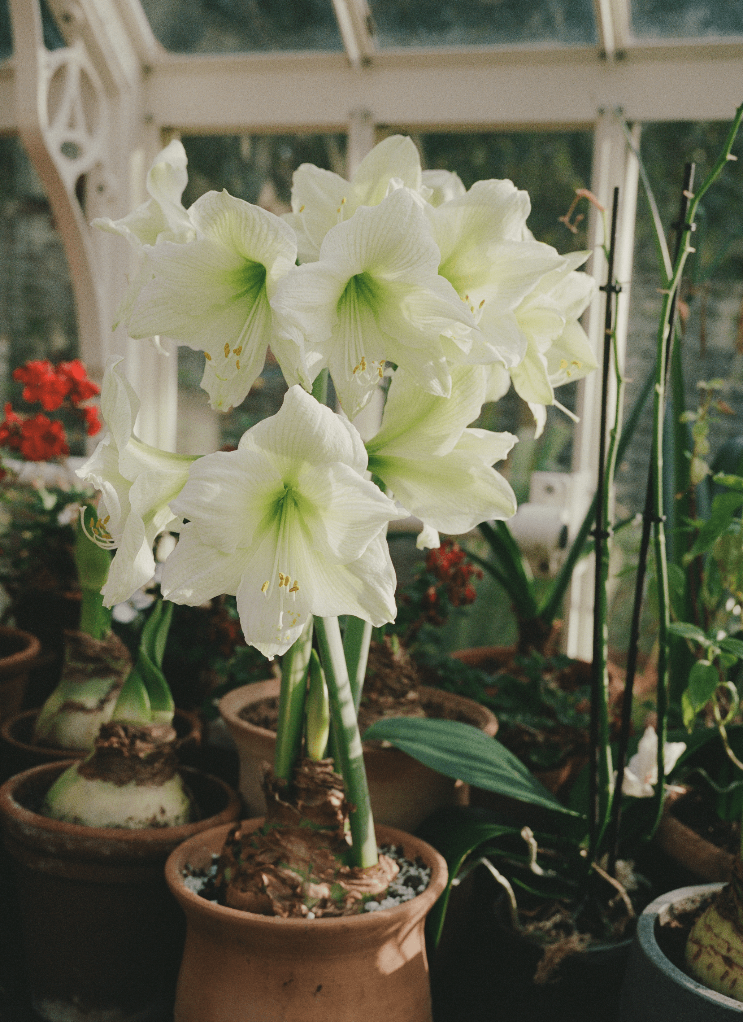 A pot of white Amaryllis grows in a terracotta pot.
