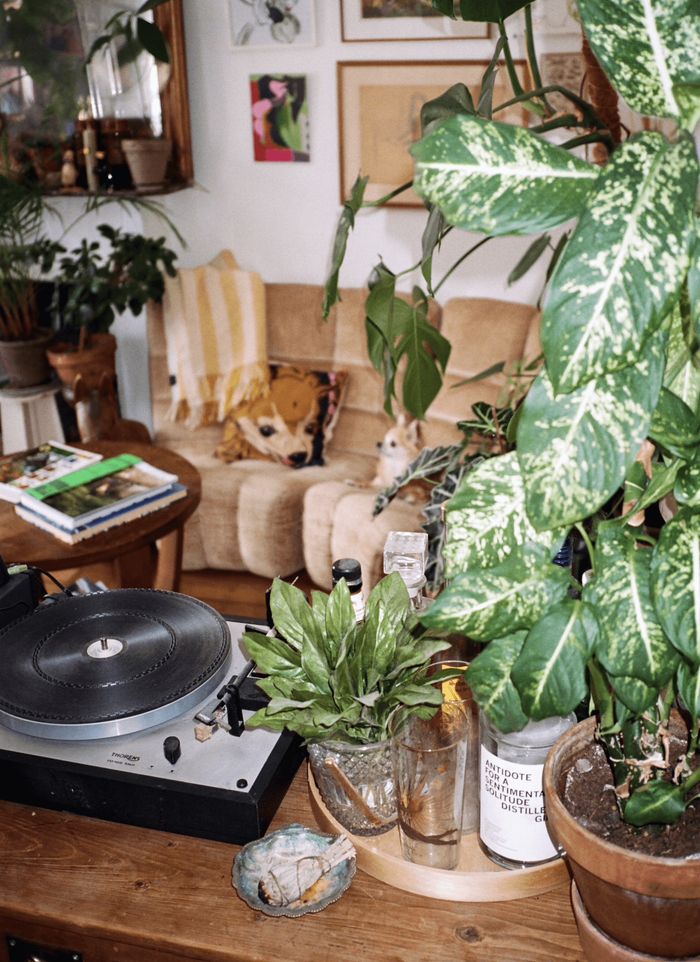 A big pot of Dumb cane next to a small pot of basils next to a phonograph on the table. Behind these, a small dog is sitting on the sofa with cushions and a couple of books on the table.