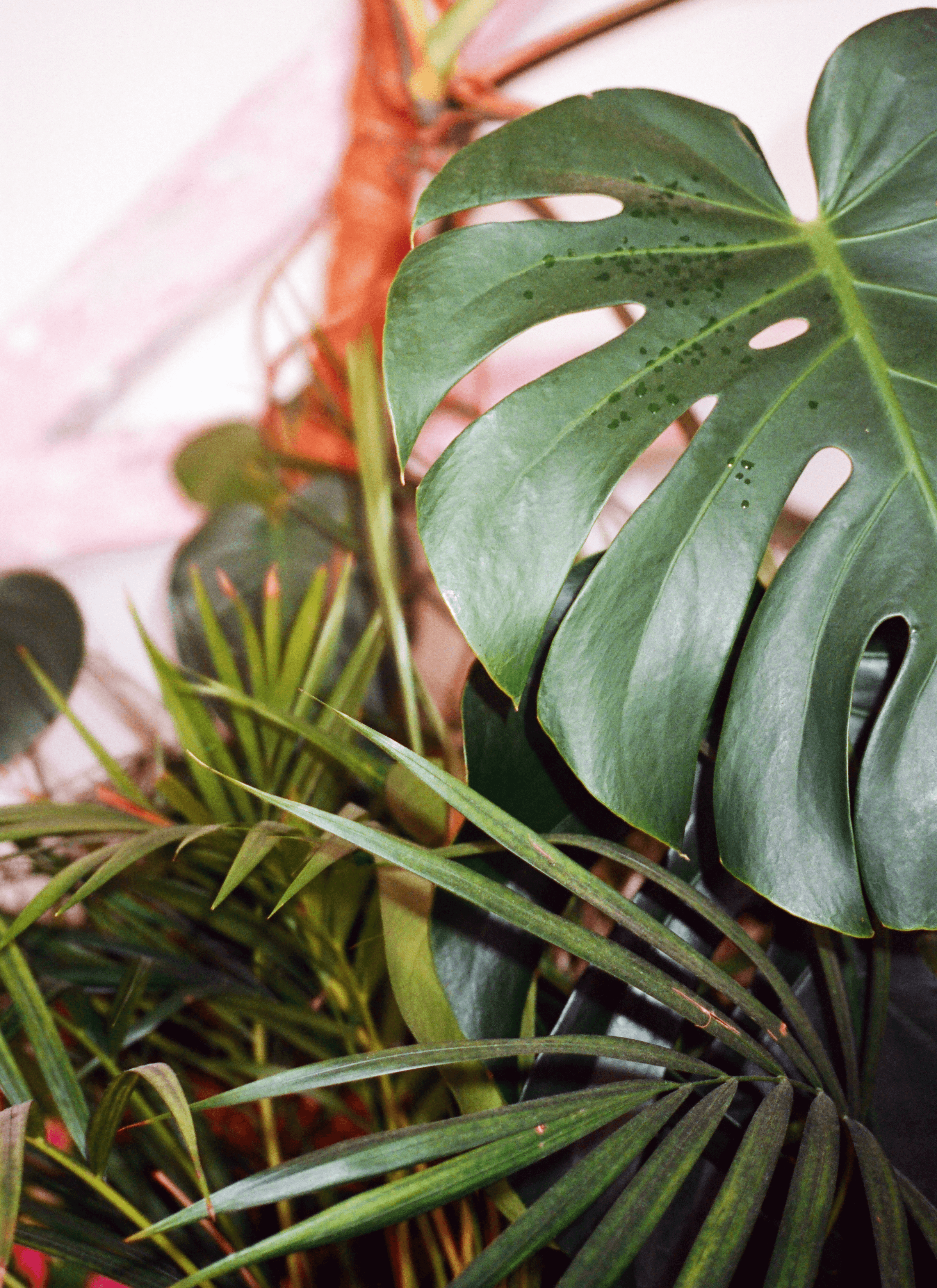 A piece of Monstera leaf and Areca palm leaves.