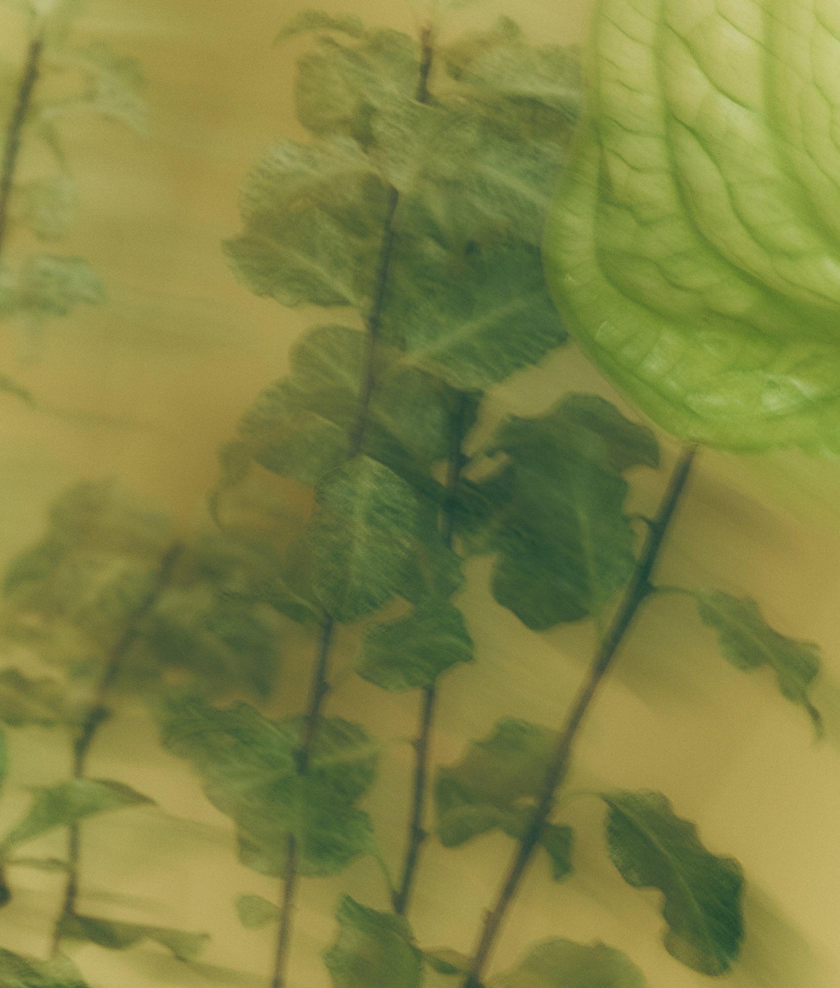 Close-up of green leaves on a yellow background
