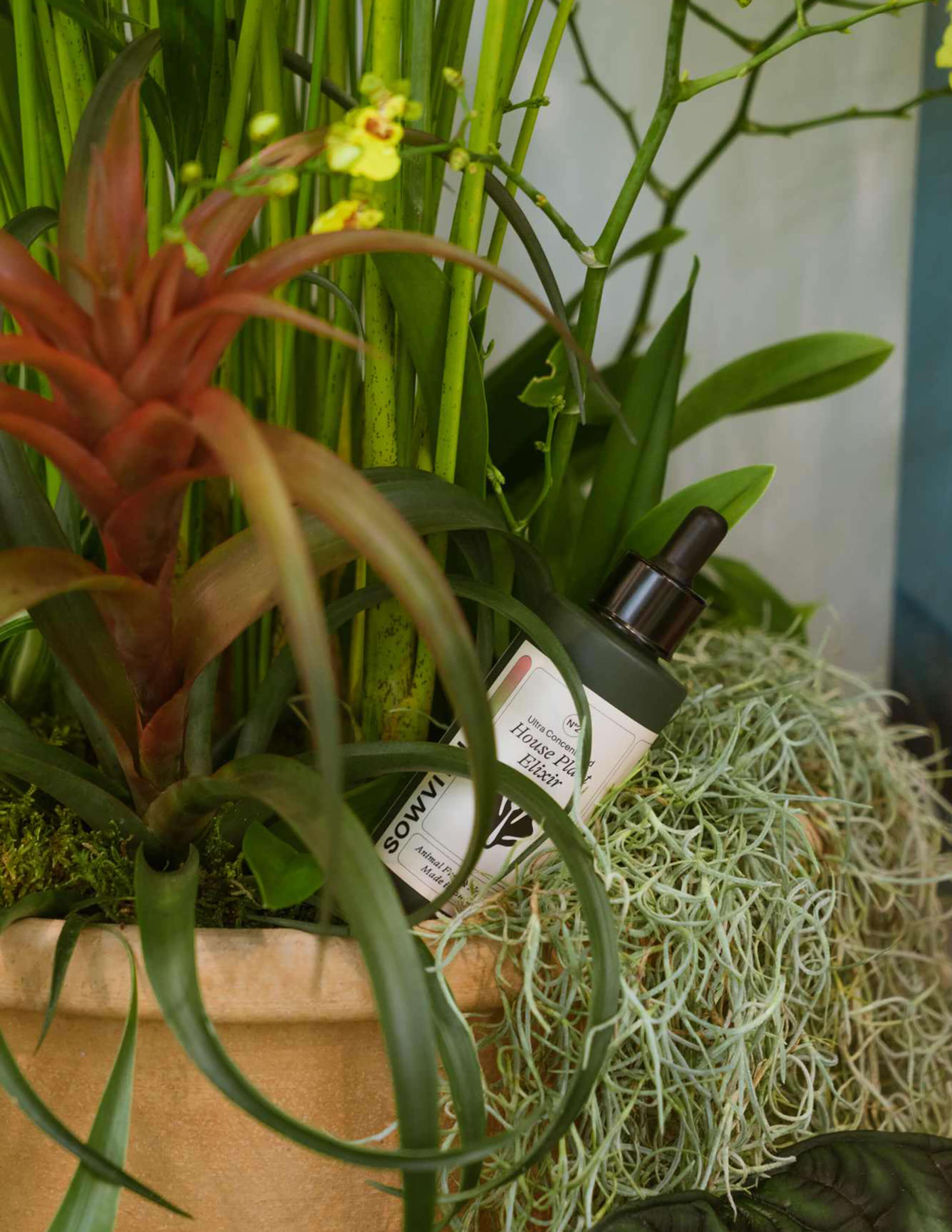 The Sowvital product - house plant elixir next to Guzmania and a few different kinds of flowers and plants on the pot.