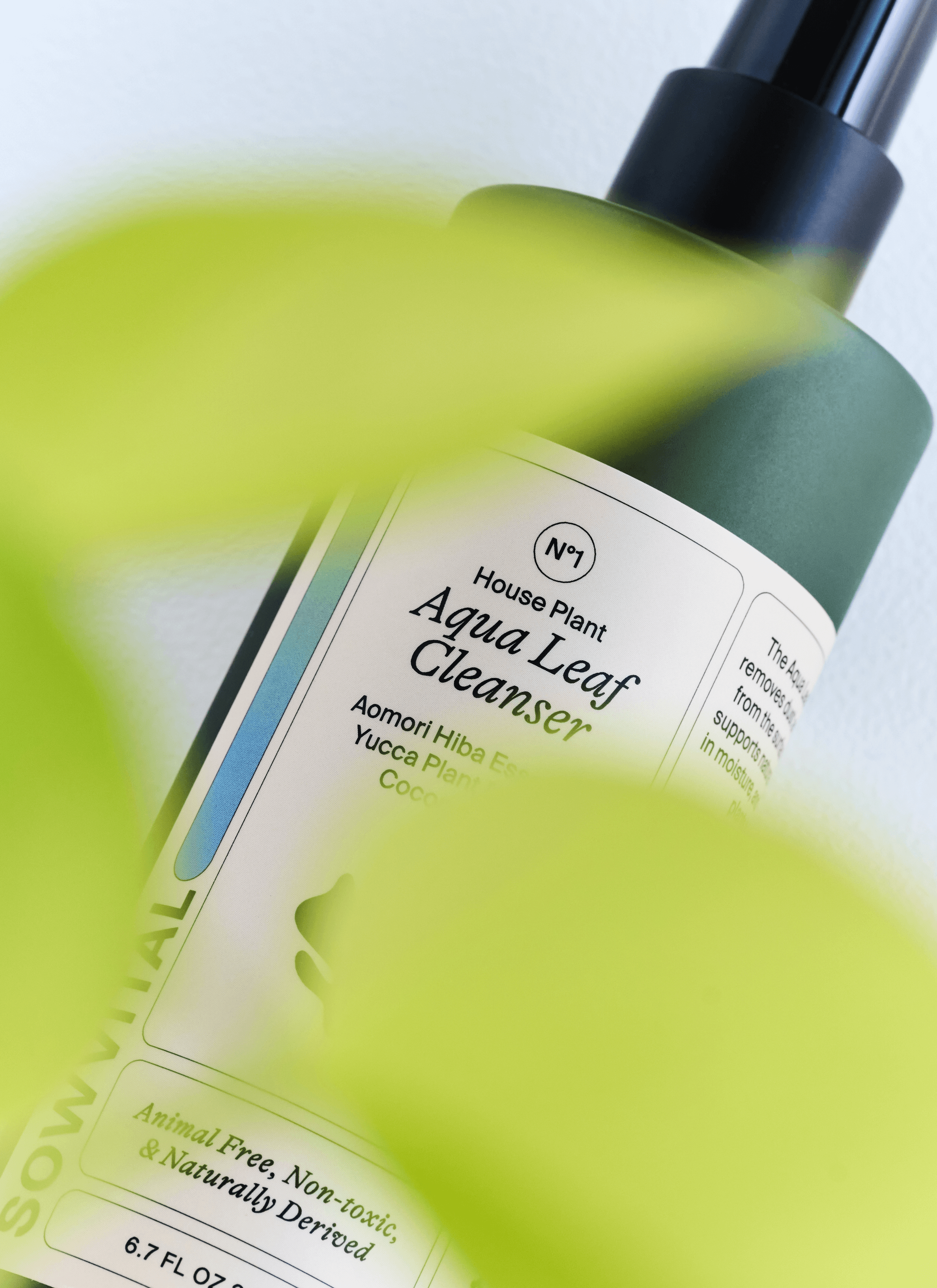 House plant - Aqua leaf cleanser, a product from Sowvital with blurry leaves.
