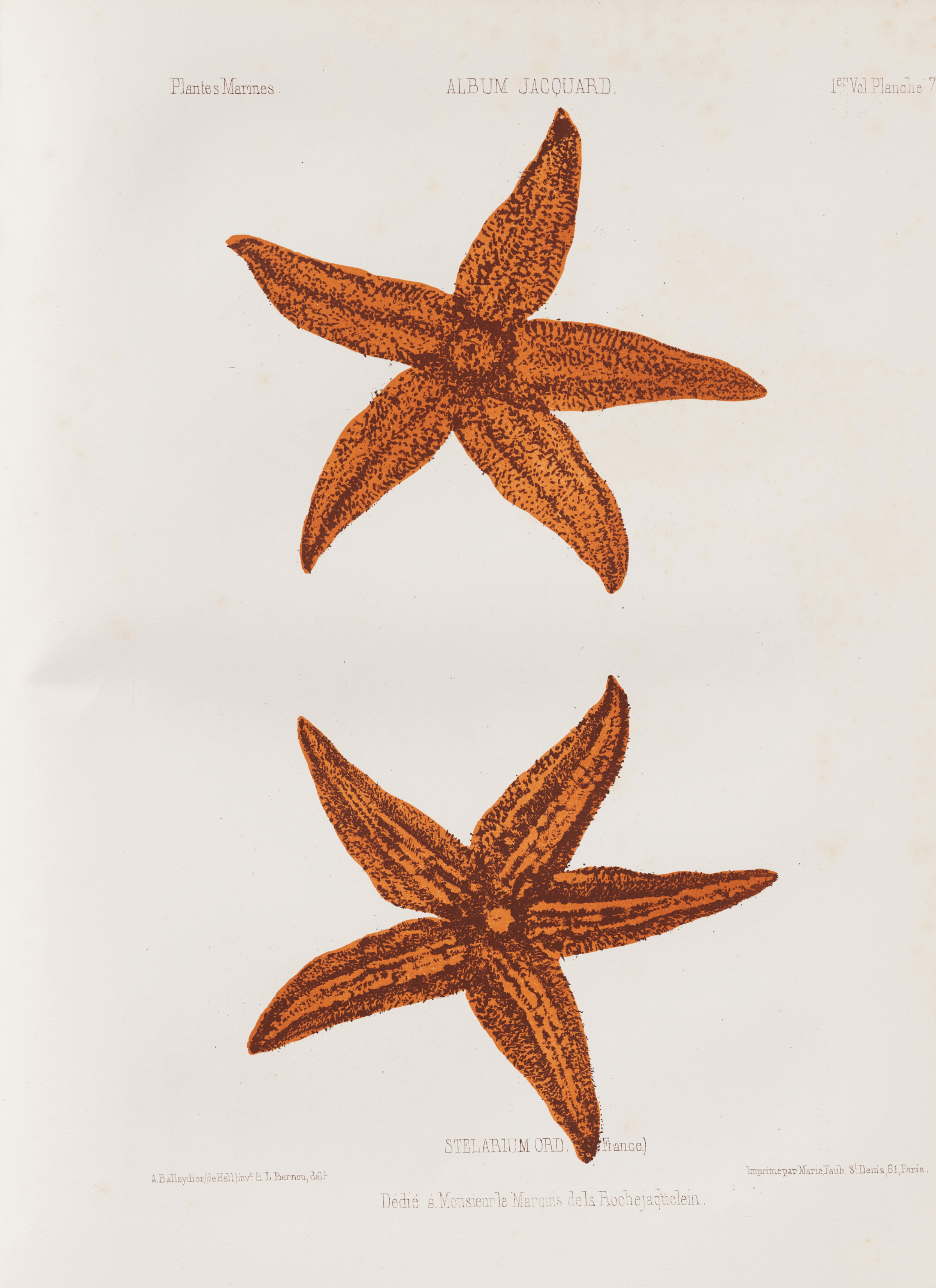 Two starfish prints.
