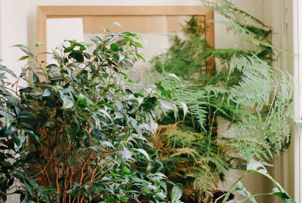 A mixture of foliage in front of a wooden frame that includes an asparagus fern. 