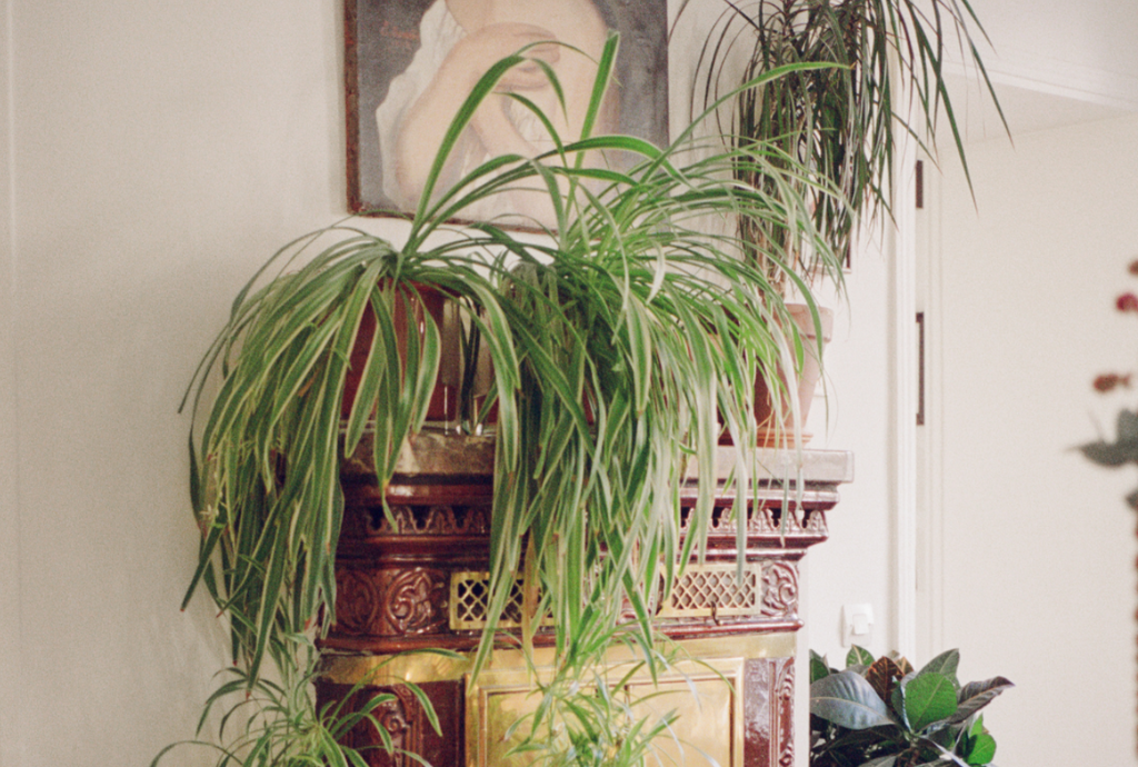 Potted spider plants on top of a mantle piece.