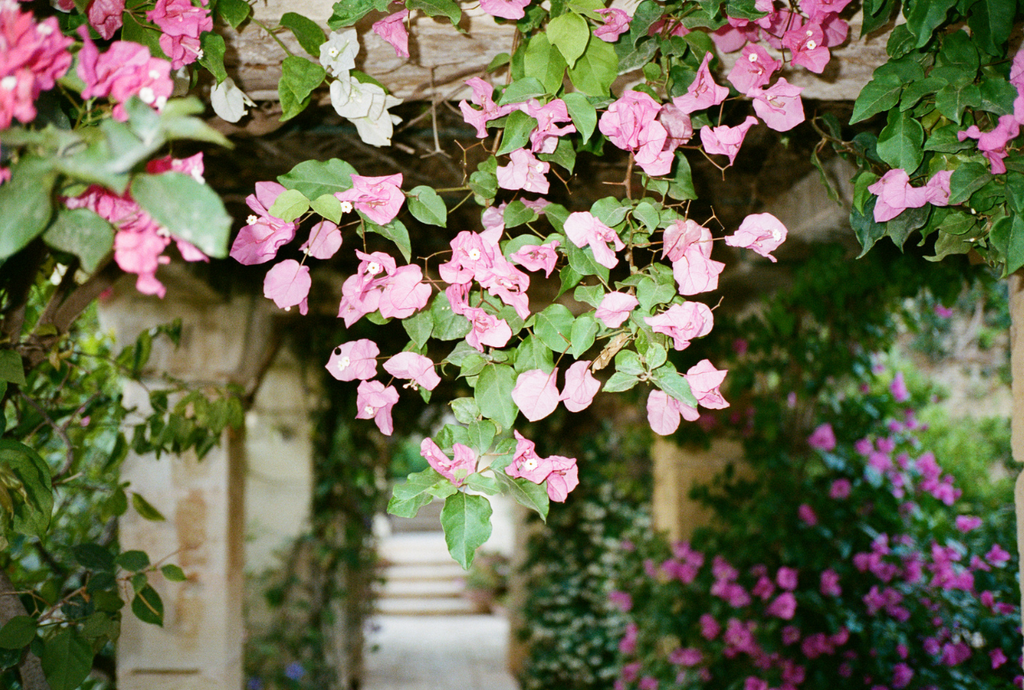 Common Gardening Mistakes