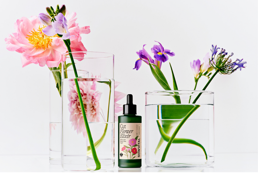 Sowvital's cut flower elixir between glasses of water with cut flowers within.