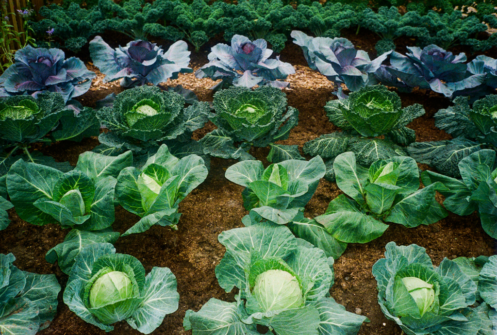 Rows of cabbage and leafy greens in soil.