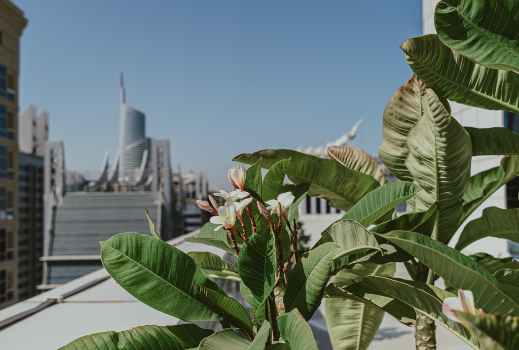 A view of plants on a rooftop with a background of skyscrapers. 