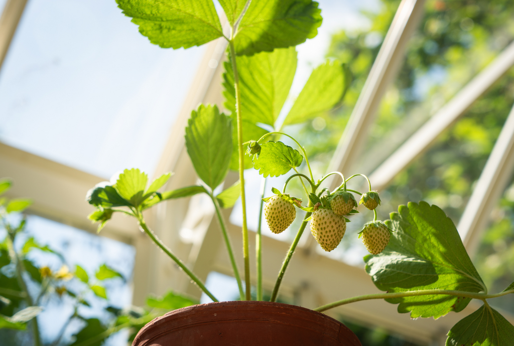 A young strawberry plant in a pot with unripe strawberries. 