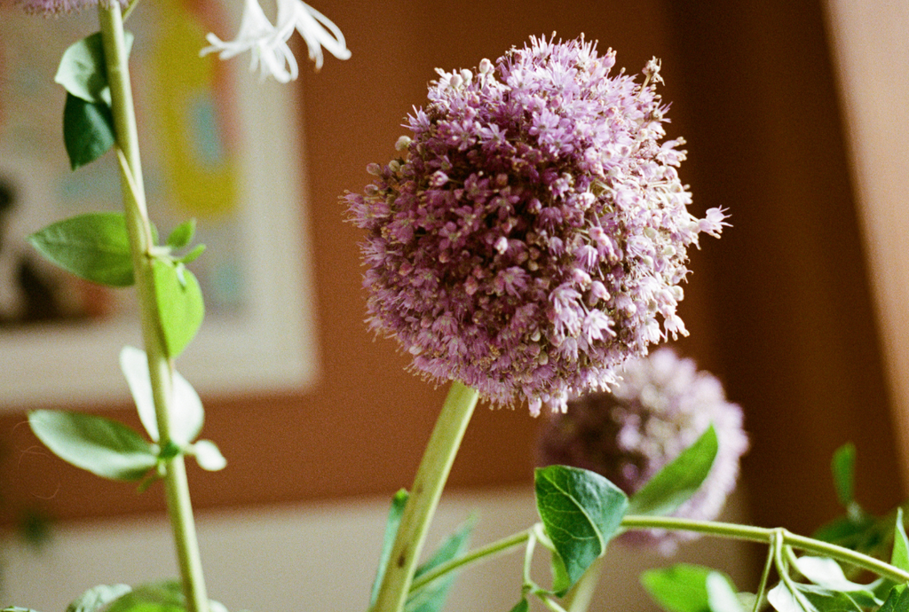 A close up of an allium flower.