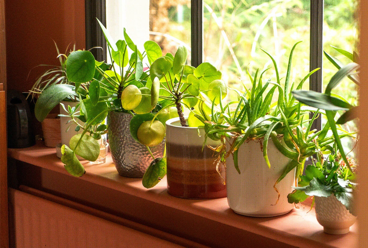 Best Nutrients for Houseplants