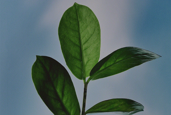 Do ZZ Plants Purify Air?