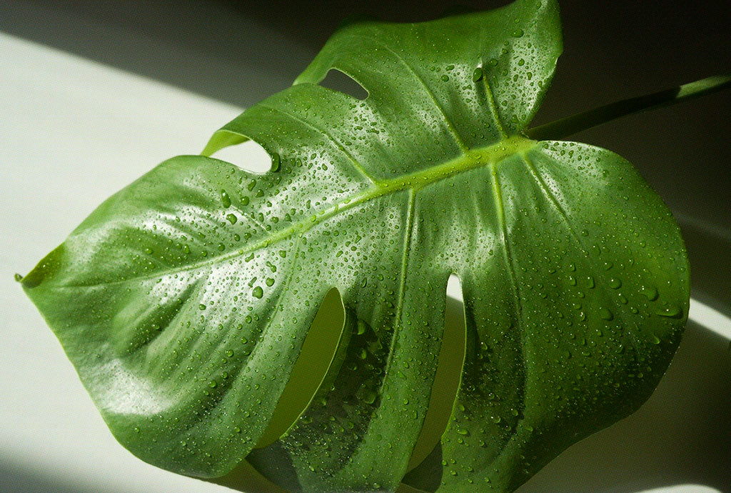 Growing Big Leaf Houseplants