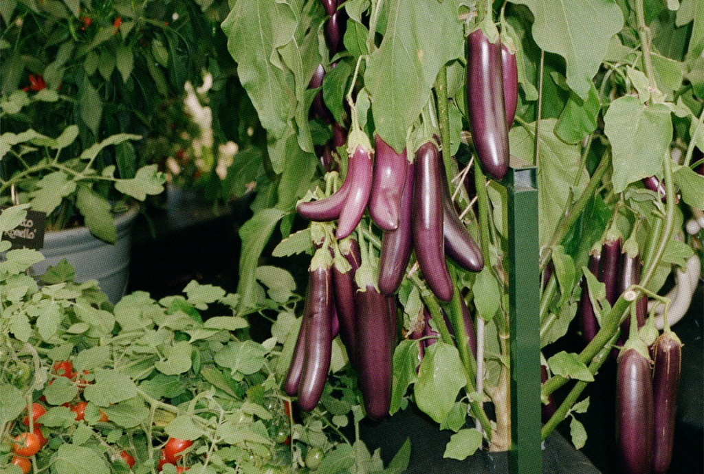 Growing Nutrient Packed Vegetables