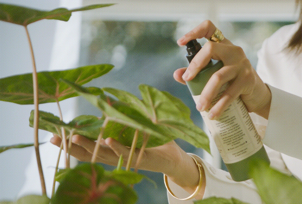 Someone sprays their plants leaves with a leaf cleaner, the Aqua Leaf Cleanser, in their home.