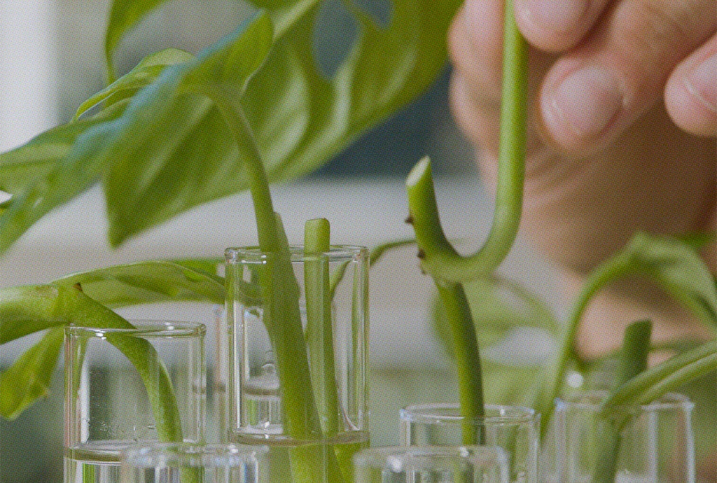 How Do You Propagate a Houseplant?
