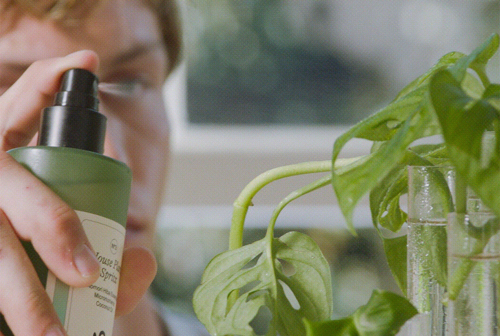 How to Treat Houseplant Pests
