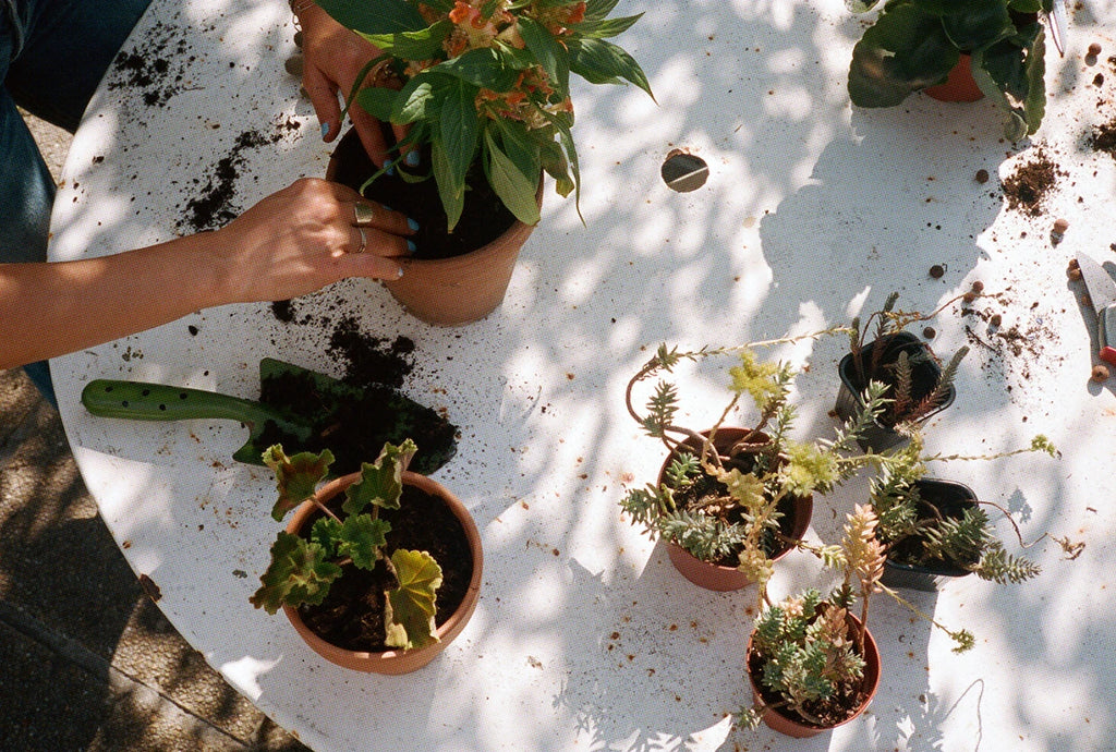 A plant is repotted on a garden table in the sun, surrounded by soil and potted plants.