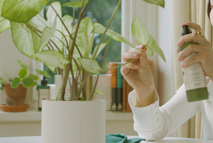 Indoor Plant Fungus Treatment