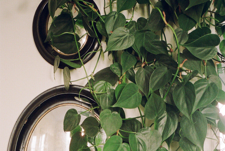 Low Maintenance Indoor Plants