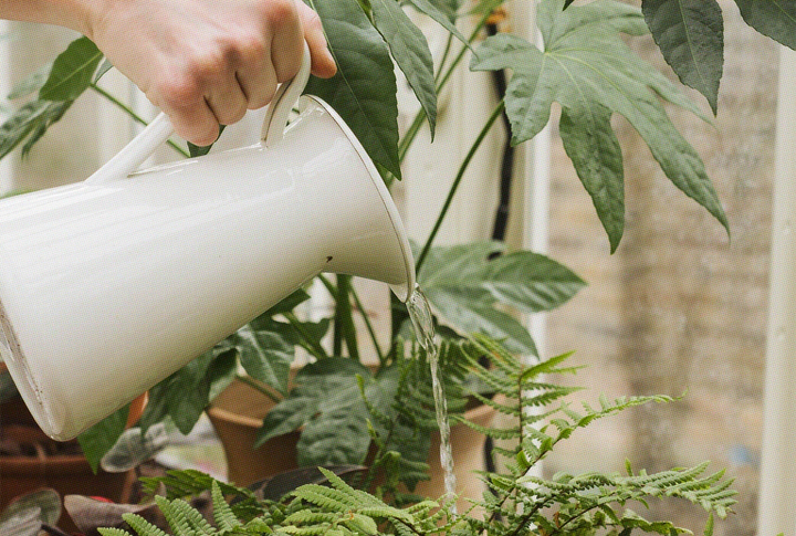 Plant Food for Indoor Plants