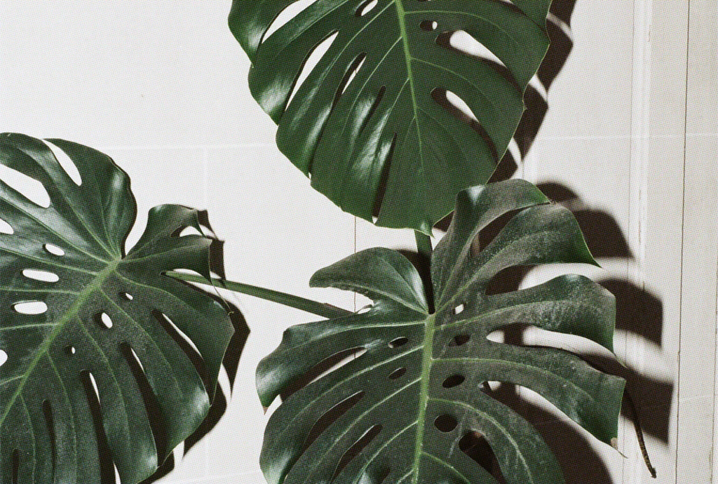 Plants For The Bathroom