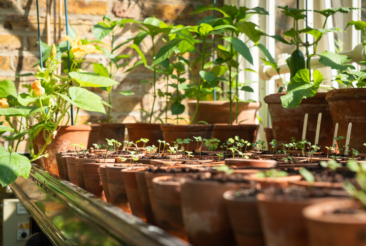 Ancient Gardening Techniques