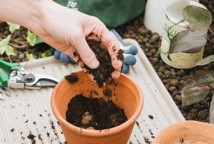 What Type of Soil Should I Use For Houseplants?