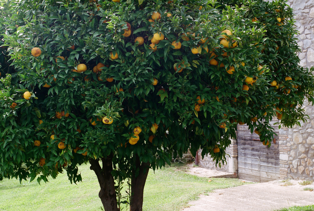 An orange tree with an abundance of ripe oranges.