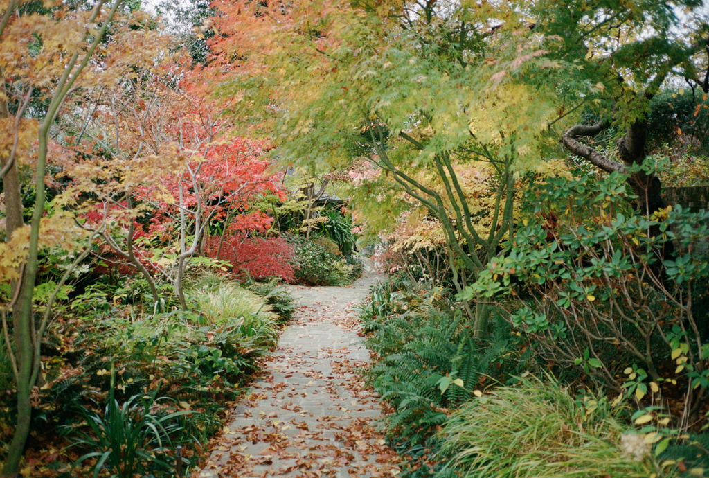 A garden with a paved path lined with a triad of ground cover plants including ferns, and large acer trees hanging over the path with dropped leaves below.