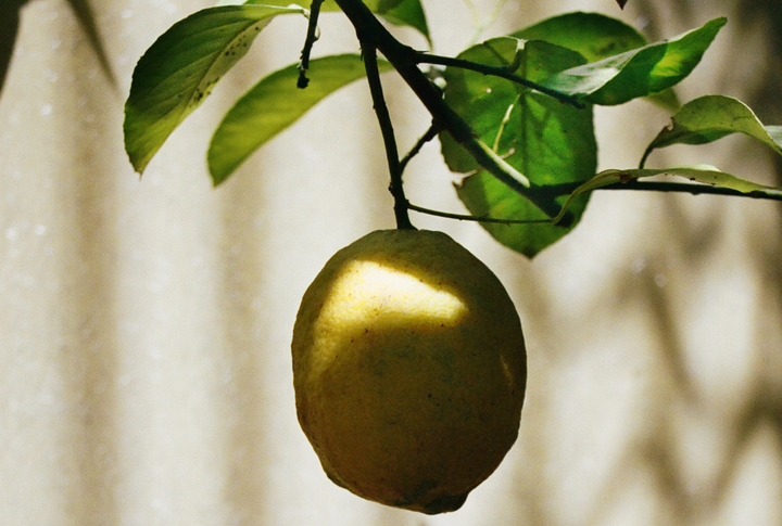 Growing an Indoor Lemon Tree