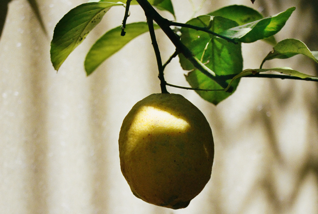 A close up of a single lemon on a lemon tree.