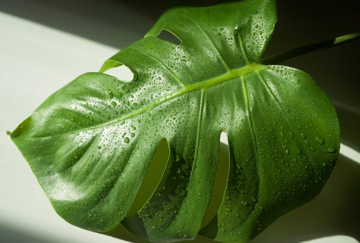 How to Care for a Monstera