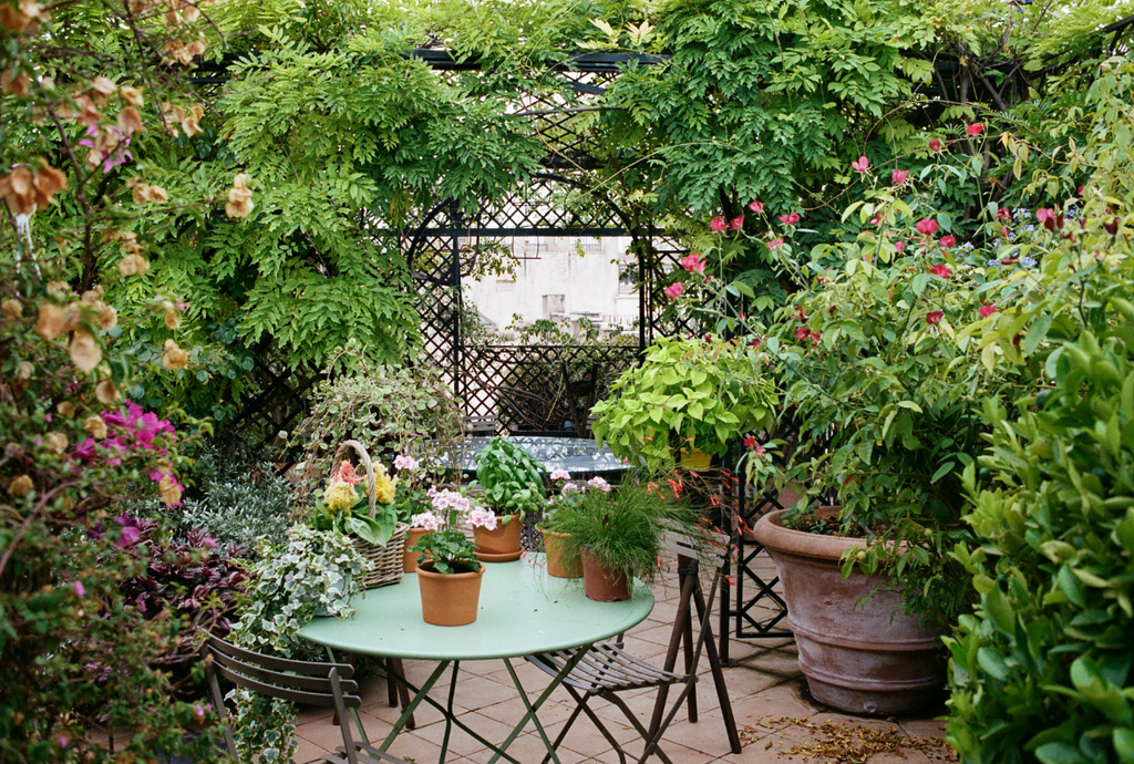 A patio scene with climbing plants, trellises, potted shrubs, and garden table and chairs with terracotta potted flowers atop.